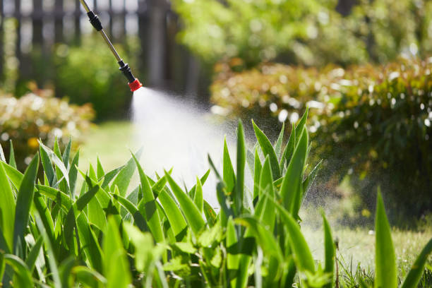 24/7 Emergency Termite Control experts in Junction, TX